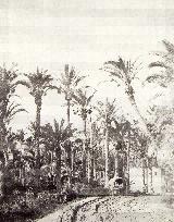 Palmeral de Elche. 1860-1862