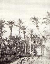 Palmeral de Elche. 1860-1862
