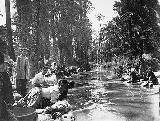 Palmeral de Elche. Lavando en la acequia mayor del ro Vinalop 1911