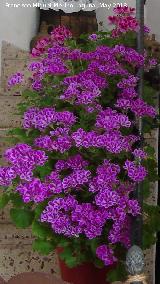 Geranio - Pelargonium zonale. Patio de Crdoba