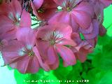 Geranio - Pelargonium zonale. Los Villares