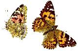 Mariposa Vanesa de los cardos - Vanessa cardui. 