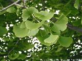 Gingkgo - Gingko biloba. La Alameda - Jan