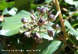 Yedra - Hedera helix. Los Villares