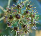 Yedra - Hedera helix. Los Villares