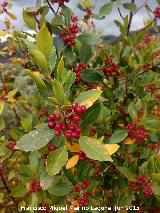 Aladierno - Rhamnus alaternus. Cerrajn - Los Villares