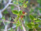 Aladierno - Rhamnus alaternus. Pitillos. Valdepeas