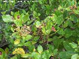 Aladierno - Rhamnus alaternus. La Baizuela - Torredelcampo