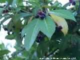 Aladierno - Rhamnus alaternus. Las Castaetas - Villacarrillo