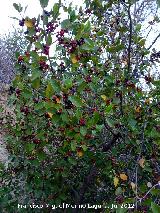 Aladierno - Rhamnus alaternus. Cerro Cerrajn - Los Villares