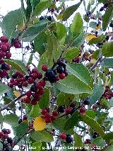 Aladierno - Rhamnus alaternus. Cerro Cerrajn - Los Villares