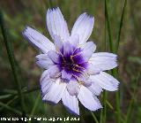 Hierba cupido - Catananche caerulea. Segura