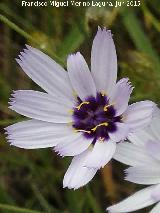 Hierba cupido - Catananche caerulea. Pilar de los Potros - Torredelcampo