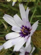 Hierba cupido - Catananche caerulea. Pilar de los Potros - Torredelcampo