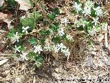 Hierba de los Mendigos - Clematis vitalba. Valdepeas