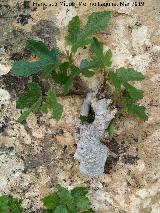 Higuera - Ficus carica. Giribaile - Vilches