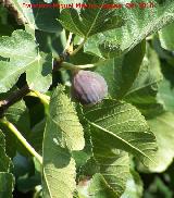 Higuera - Ficus carica. Ro Quiebrajano - Jan