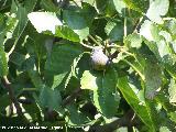 Higuera - Ficus carica. Ro Quiebrajano - Jan