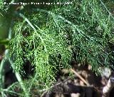 Hinojo - Foeniculum vulgare. Crdoba