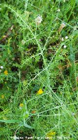 Hinojo - Foeniculum vulgare. La Veleta - Los Villares