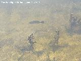 Pantano del Encinarejo. Fauna