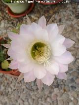 Cactus lirio de pascua - Echinopsis multiplex. Flor. Navas de San Juan