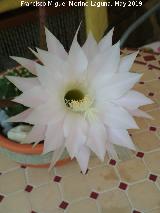 Cactus lirio de pascua - Echinopsis multiplex. Flor. Los Villares