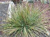 Espadn - Agave striata. Tabernas