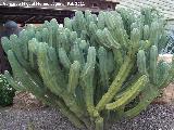 Cactus Garambullo - Myrtillocactus geometrizans. Tabernas