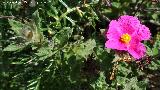 Jara blanca - Cistus albidus. Cabezo del Tesoro - Valverde del Camino