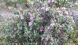 Jara blanca - Cistus albidus. La Veleta - Los Villares