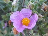 Jara blanca - Cistus albidus. Flores. La Veleta - Los Villares