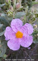 Jara blanca - Cistus albidus. Flores. La Veleta - Los Villares
