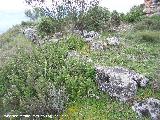 Oppidum del Cerro Algarrobo. Muralla ciclpea