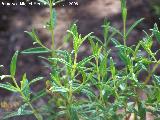 Jara negra - Cistus monspeliensis. Cazorla