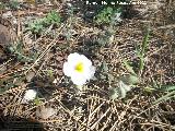 Jara negra - Cistus monspeliensis. Cerro Montaes - Jan