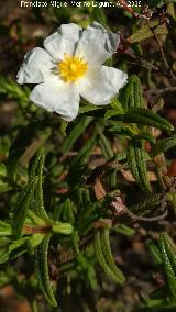 Jara negra - Cistus monspeliensis. Cabezo del Tesoro - Valverde del Camino