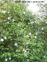 Jazmn - Jasminum officinale. Navas de San Juan