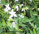 Jazmn - Jasminum officinale. Navas de San Juan