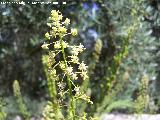 Reseda de olor - Reseda odorata. Flores. Cuatro Picos - Jan