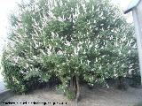 Arbol casto - Vitex agnus-castus. Jan
