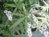 Arbol casto - Vitex agnus-castus. Hojas. Jan