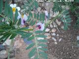 Yero - Vicia ervilia. Navas de San Juan