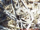 Gorgojo de los Cardos - Coniocleonus nigrosuturatus. Giribaile - Vilches