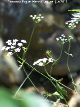 Tordillo - Tordylium officinale. La Hoya - Los Villares