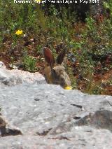 Conejo - Oryctolagus cuniculus. Presa de Giribaile - Vilches