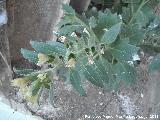 Beleo blanco - Hyoscyamus albus. Navas de San Juan