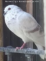 P�jaro Paloma dom�stica - Columba livia domestica. Castillo Palacio de los Ribera - Bornos