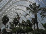 Ciudad de las Artes y las Ciencias. Umbrculo