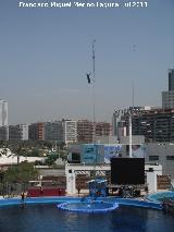 Ciudad de las Artes y las Ciencias. Oceanogrfico. Delfinario